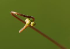 Kwiat rosiczki okrągłolistnej  (Drosera rotundifolia)